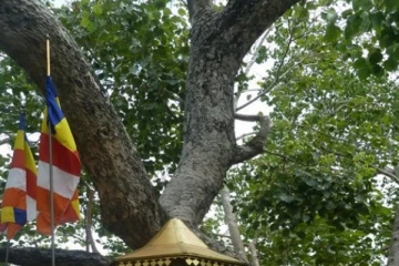 ශ්‍රී මහා බෝධියේ කොළ කළු වී හැලෙන හේතුව මෙන්න. - අතිධ්වනි කුළුණු ගැන අනාවරණයක්. (VIDEO)