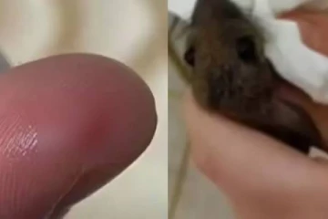 எலியின் கழுத்தை கடித்து பழிவாங்கிய மாணவி - ஆத்திரத்தில் வெறிச்செயல்!