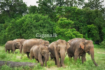 ආරච්චිකට්ටුවේ පාසලක් තාවකාලිකව වැසේ.