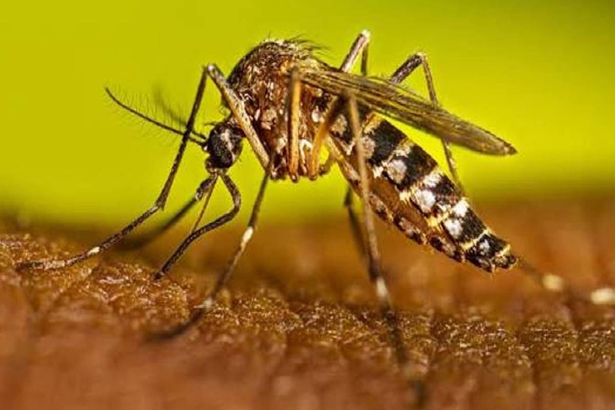 நாட்டில் 96 ஆயிரம் டெங்கு நோயாளர்கள் அடையாளம் | 96 000 Dengue Cases Identified In The Country நாட்டில் 96 ஆயிரம் டெங்கு நோயாளர்கள் அடையாளம் | 96 000 Dengue Cases Identified In The Country