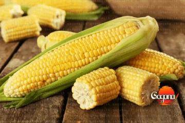 කොළඹ වරායේ සිරවූ බඩඉරිඟු තොගයෙන් ත්‍රිපෝෂ නිෂ්පාදනය අඩාලයි