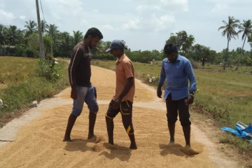 சிறுபோக பயிர்செய்கை மேற்கொள்ள விவசாயிகள் எதிர்கொண்டுள்ள சவால்கள்(Video)