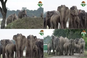 காசிரங்கா தேசிய பூங்காவில் மழையின் தொல்லையால் மேட்டு நிலத்தை நோக்கி தப்பி ஓடிய யானைகள்!