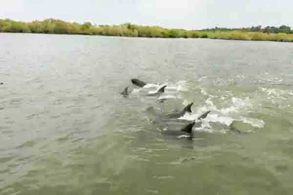 முதல் முறையாக கடற்கரையை நோக்கி படையெடுத்த டொல்பின் கூட்டம் ; காணக் குவிந்த மக்கள் | Dolphin Swarm Moves Toward Mannar Coast முதல் முறையாக கடற்கரையை நோக்கி படையெடுத்த டொல்பின் கூட்டம் ; காணக் குவிந்த மக்கள் | Dolphin Swarm Moves Toward Mannar Coast