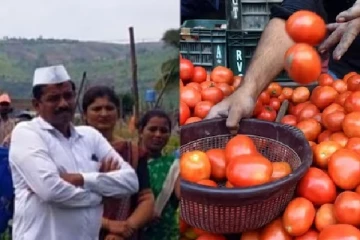 தக்காளி விவசாயிக்கு அடித்த அதிஷ்டம் - ஒரே மாதத்தில் பெரும் கோடீஸ்வரர்