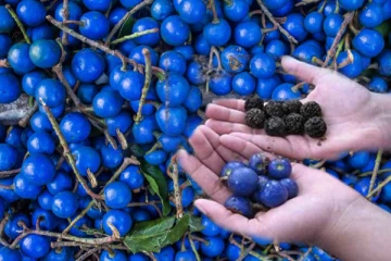 யாழில் போலி உருத்திராட்ச பழங்கள்: மக்களுக்கு விடுக்கப்பட்டுள்ள எச்சரிக்கை!