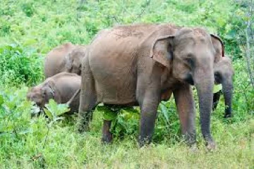 ජගත් පරිසර දිනය සමරයි - හීලෑ අලි ඇතුන් කළමනාකරණයටත් ප්‍රතිපත්තියක්