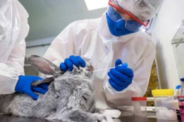 விலங்குகளுக்கான கொரோனா தடுப்பூசி தயார்! ரஷ்யா தகவல்