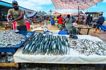 இலங்கையில் ஒன்லைன் மூலம் மீன்கள் விற்பனை