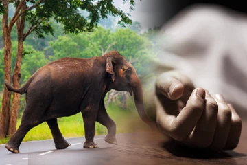 காட்டுயானை தாக்கியதில் 4 பிள்ளைகளின் தந்தை உயிரிழப்பு