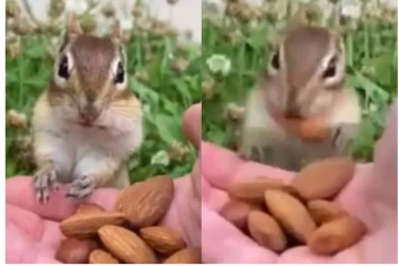 ஜெட் வேகத்தில் பாதாமை ருசிக்கும் அணில்! துருதுருவென பார்க்கும் அரிய காட்சி