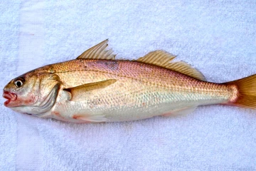 7.80  லட்சம் ரூபாவுக்கு விற்கப்பட்ட மீன் ! அப்படி என்ன இருக்கிறது இந்த மீனில்?