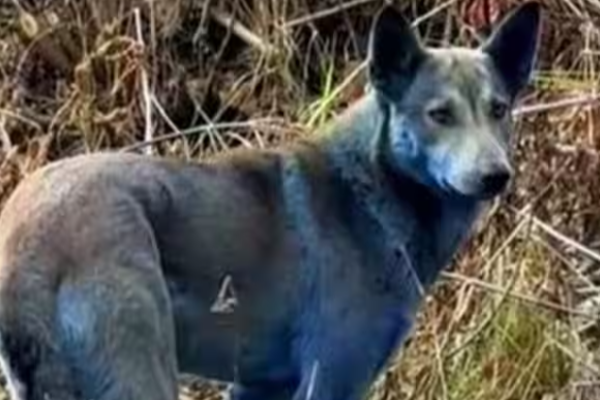 உக்ரைனில் திடீரென நீல நிறத்திற்கு மாறிய நாய்கள் | Dogs That Turned Blue In Ukraine உக்ரைனில் திடீரென நீல நிறத்திற்கு மாறிய நாய்கள் | Dogs That Turned Blue In Ukraine