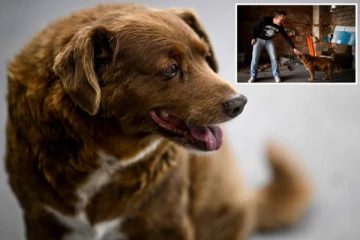 உலகின் மிகவும் வயதான வளர்ப்பு நாய்: கின்னஸ் உலக சாதனை புத்தகத்தில் இடம் பிடித்து அசத்தல்