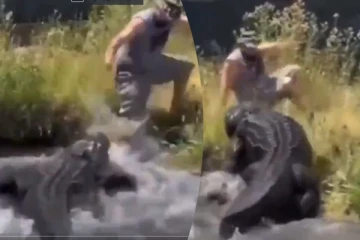 Crocodile: உணவு கொடுத்தது குற்றமா? முதலையின் வெறித்தனம்! நடுங்க வைக்கும் காட்சி