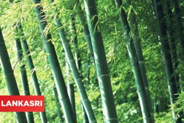 மூங்கில் நெல் பற்றி அறிந்ததுண்டா? பல சுவரஸ்யமான தகவல்களை அறிந்து கொள்ளுங்கள்!