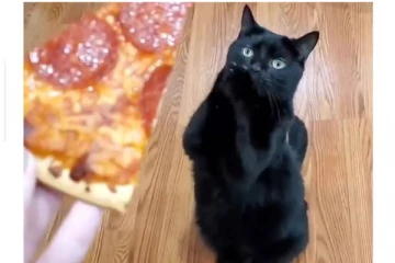 “அப்போ எனக்கு பசிக்கும்ல..நான் சாப்பிட கூடாதா?” - பீட்சாவிற்காக கைகூப்பி மன்றாடும் பூனை, வைரலாகும் வீடியோ பதிவு