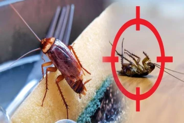 களவாணியாக வீட்டிற்குள் நுழையும் கரப்பான் பூச்சி இன்றோடு முடிவு.. ஒரே நாளில் விரட்யடிக்கும் கை மருந்து