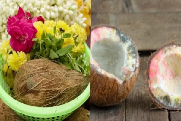 தேங்காய் அழுகல்