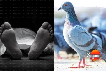 පරවියෙක් නිසා ජීවිතයක් නැති වෙයි - තව අයෙක් රිමාන්ඩ්