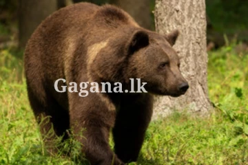 මී කඩන්න ගිය පිරිසකට වළස් ප්‍රහාරයක්.