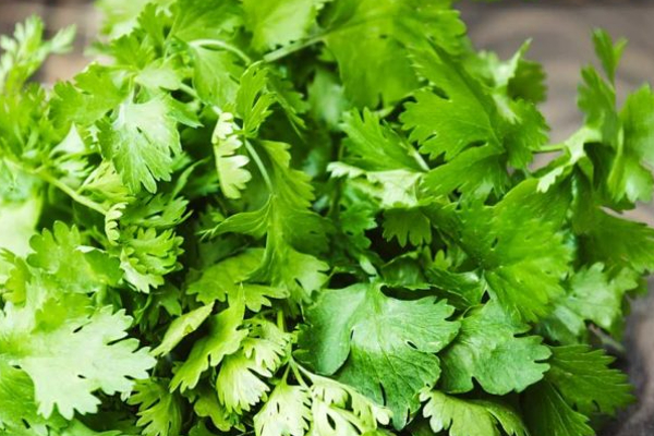 வழுக்கையில் முடி வளர கொத்தமல்லியை இதோட சேர்த்து தடவுங்க! 3 வாரத்திற்குள் அதிசயம் நடக்கும்! | How To Use Coriander Leaves For Hair Loss