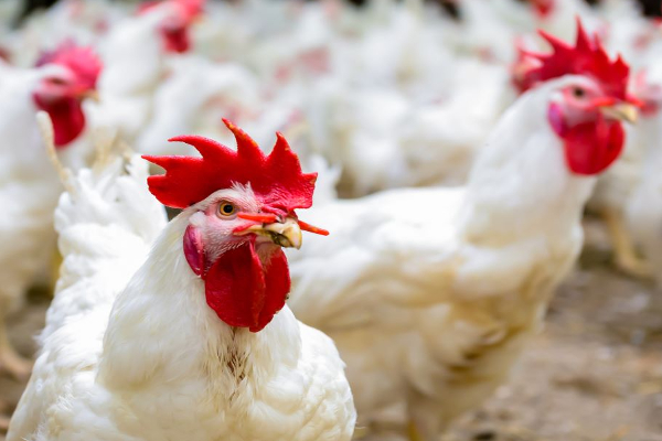 தாய் விலங்குகள் இன்மை; கோழி இறைச்சியின் விலை அதிகரிப்பு! | Increase Chicken Price Srilanka