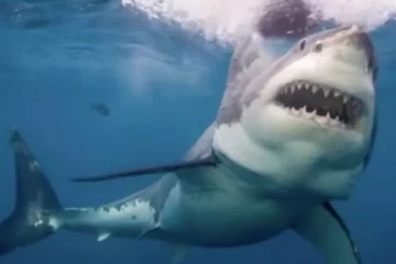 எகிப்தில் சுற்றுலா பயணி ஒருவர் சுறா தாக்கி பலி