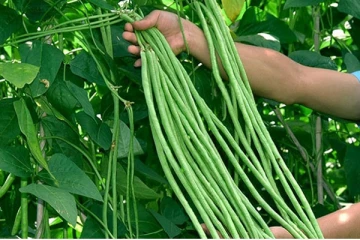 இயக்கச்சியில் பண்ணையில் இயற்கை உரங்களால் காய்த்துக் குலுங்கும் பயத்தங்காய்