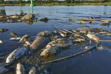 ஜேர்மன் நதியொன்றில் செத்து மிதக்கும் ஆயிரக்கணக்கான மீன்கள்: காரணம் என்ன?