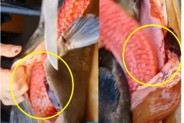 மீனின் வயிற்றைப் கிழித்து கருவை எடுத்து செயற்கையாக குஞ்சு போட வைக்கும் ஆதிசயம்...மிரள வைத்த தொழில்நுட்பம்!