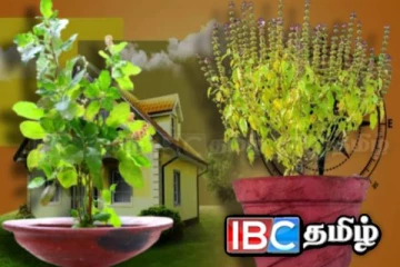 வீட்டில் எந்த திசையில் துளசிச் செடியை வைக்க வேண்டும் தெரியுமா....