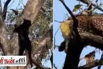 நேருக்குநேர் சந்தித்து கர்ஜித்த இரு சிறுத்தைகள்! மனித காதலையும் மிஞ்சிய காவிய காட்சி