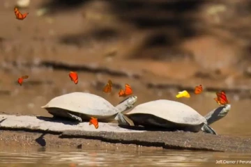 ஆமையின் கண்ணீரைப் பருகும் வண்ணத்துப்பூச்சி: 1000 தடவை அவதானித்தாலும் சலிக்காத அரிய காட்சி