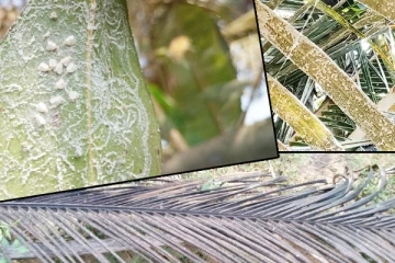 முல்லைத்தீவில் தென்னைகளைத் தாக்கும் வெள்ளைப் பூச்சி