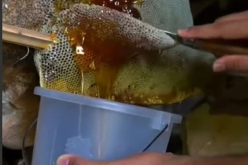 தேனீக்களுக்கு தெரியாமல் தேன் எடுக்கும் நபர்.... தொட்டதும் ஓடிவிடும் அதிசய காட்சி!