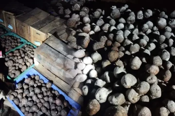 யாழில் அழுகிய உருளைக்கிழங்கு விதைகள் விநியோகம்: விவசாயிகள் கடும் விசனம்