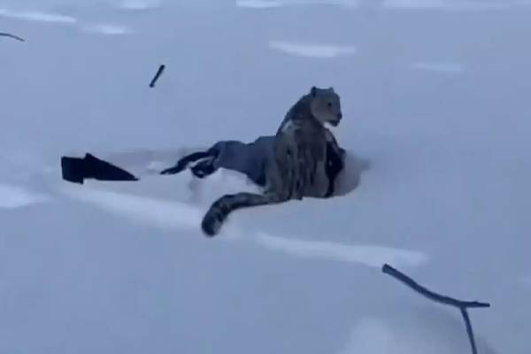 பனிச்சிறுத்தையுடன் செல்ஃபி எடுக்க முயற்சித்த இளம்பெண்ணிற்கு நேர்ந்த கதி | Take Selfie Snow Leopard Happened Young Woman பனிச்சிறுத்தையுடன் செல்ஃபி எடுக்க முயற்சித்த இளம்பெண்ணிற்கு நேர்ந்த கதி | Take Selfie Snow Leopard Happened Young Woman