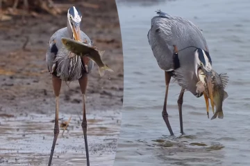 Viral Video: வேட்டையாடிய மீனுடன் ராஜநடை போடும் நாரை! கண்கொள்ளா அழகிய காட்சி