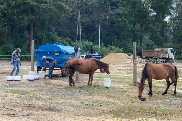 நுவரெலியாவில் கண்காணிப்பின்றி திரியும் மட்டக்குதிரை! உரிமையாளர்களுக்கு எச்சரிக்கை | Wild Horse Roams Unsupervised In Nuwara Eliya நுவரெலியாவில் கண்காணிப்பின்றி திரியும் மட்டக்குதிரை! உரிமையாளர்களுக்கு எச்சரிக்கை | Wild Horse Roams Unsupervised In Nuwara Eliya