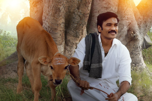 இட்லி கடை படம் 7 நாட்களில் உலகளவில் செய்துள்ள வசூல்.. எவ்வளவு தெரியுமா | Idli Kadai Movie 7 Days Box Office