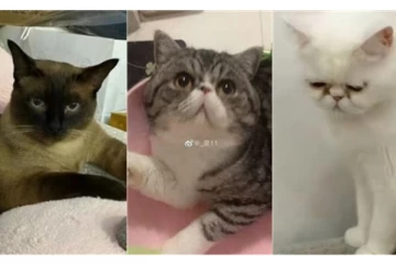 உரிமையாளரிமிருந்து பூனைகளுக்கு பரவிய கொரோனா.. உள்ளூர் அதிகாரிகள் செய்த கொடூரச் செயல்! வெளிச்சத்திற்கு வந்த அதிர வைக்கும் சம்பவம்