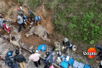 අලි ඇතුන් 07 දෙනෙක් අනතුරට ලක් කළ මීනගයා දුම්රිය රියදුරට එරෙහිව විනය පියවර ගන්නැයි මූලික අයිතිවාසිකම් පෙත්සමක්