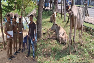 சட்டவிரோதமாக மாடுகளை ஏற்றிச் சென்ற மூவர் கைது