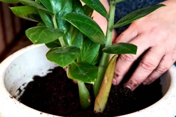 மணி பிளாண்டை ஓரங்கட்டிய செடிகள்.. வாஸ்து படி இந்த வீட்டுல வைக்கலாமா?