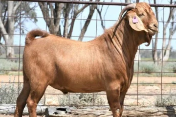 இந்த நாட்டில் 15 லட்சத்திற்கு ஏலம் போன ஆடு... காரணம் என்ன தெரியுமா?