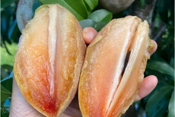 நீரிழிவு நோய் உள்ளவர்கள் சப்போட்டா சாப்பிட்டா ஆபத்து… தொடக்கூட வேண்டாம்!