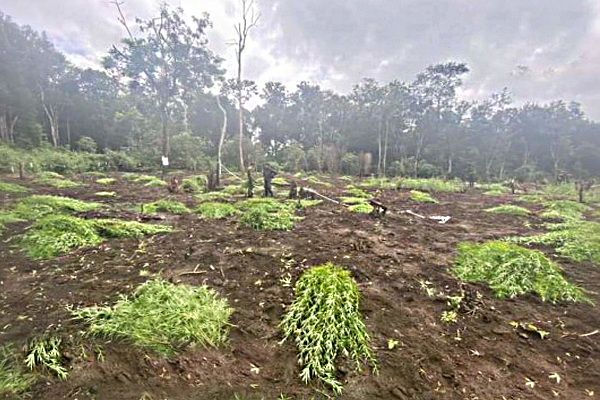 அதிக உயரத்தில் கஞ்சா செடியை வளர்த்தவர் கைது | Growing Cannabis Plant At High Altitude In Ampara