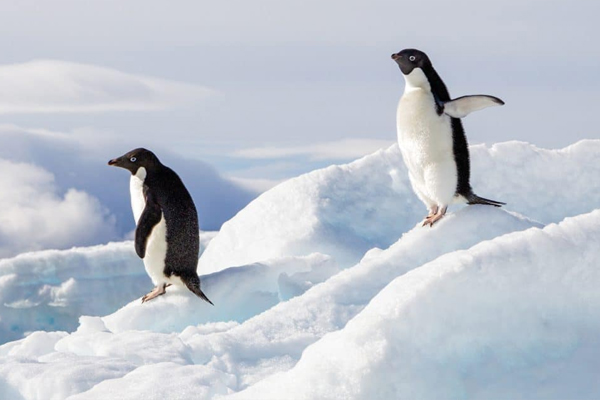 தனியாக பயணித்த பென்குயின்! விஞ்ஞானிகள் கூறும் காரணம் என்ன? | Encounters At The End Of The World Penguin Viral தனியாக பயணித்த பென்குயின்! விஞ்ஞானிகள் கூறும் காரணம் என்ன? | Encounters At The End Of The World Penguin Viral