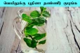 Mint Water: கொளுத்தும் வெயிலுக்கு புதினா தண்ணீர் குடிங்க...